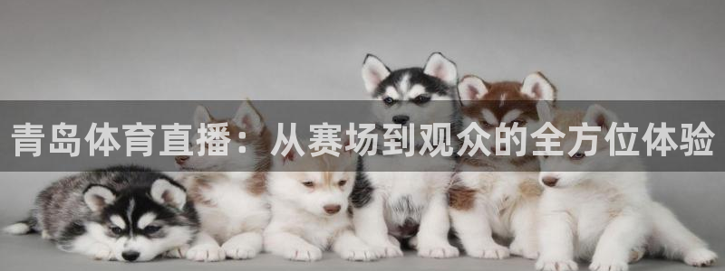 青岛体育直播：从赛场到观众的全方位体验